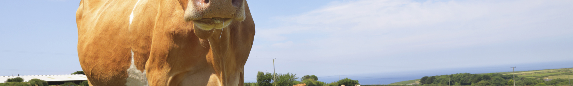 Guernsey Dairy Cattle Istock 1131274705